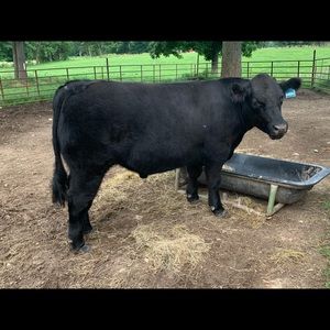 Meet your Posher, Brandy